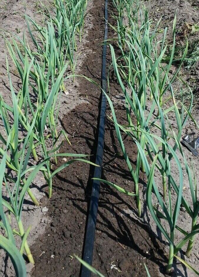 garlic parmesan chicken garlic pasta garlic….jpeg e1757663806947